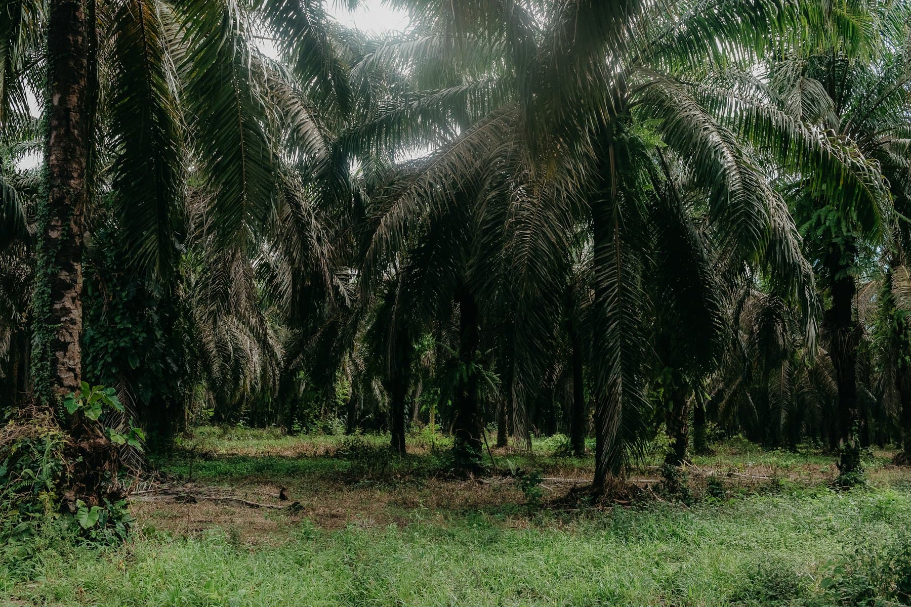 Rows of oil palms in a plantation