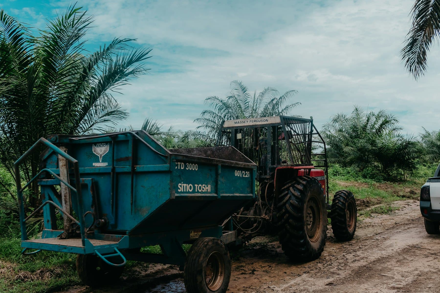 Tractor and trailer on a dirt track in a palm plantation